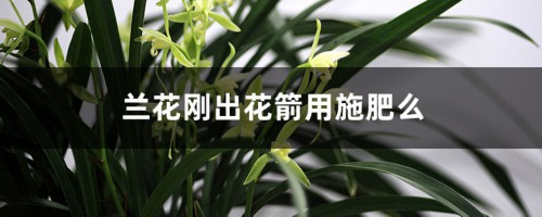 兰花刚出花箭用施肥么，长出花苞后用施肥吗