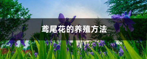 鸢尾花的养殖方法