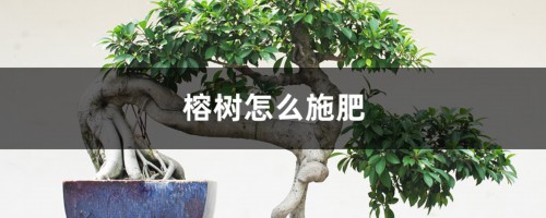 榕树怎么施肥？